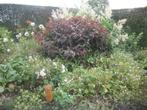Geraniums de vaste planten, Tuin en Terras, Planten | Tuinplanten, Vaste plant, Halfschaduw, Zomer, Ophalen