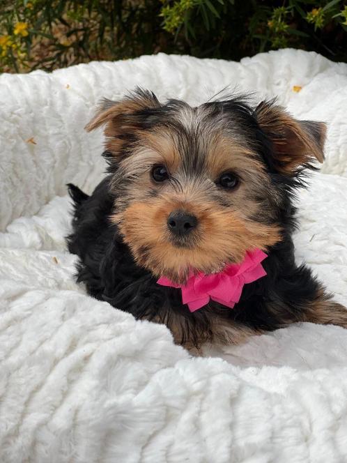super mooie york-shire pupjes te koop, Dieren en Toebehoren, Honden | Jack Russells en Terriërs, Meerdere dieren, Yorkshire Terriër