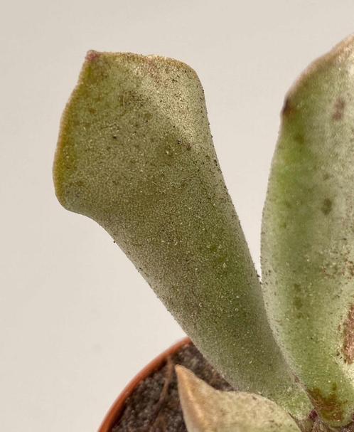 Adromischus Sphenophyllus, Maison & Meubles, Plantes d'intérieur, Plante succulente, Moins de 100 cm, Envoi