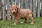 Prachtige abrikoze Cockapoo pup, Dieren en Toebehoren, Parvo, België, Overige rassen, 8 tot 15 weken