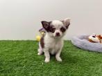 Chihuahua pups, België, 8 tot 15 weken, CDV (hondenziekte), Meerdere