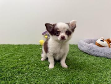 Chihuahua pups beschikbaar voor biedingen