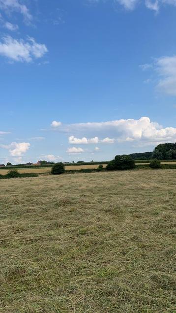 Gezocht: weides/grasland/gras op stam beschikbaar voor biedingen
