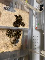 1.1 ball python het hypo het ultramel 50% het puzzle, Dieren en Toebehoren, Slang, 0 tot 2 jaar