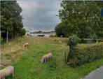 WEIDE, 24 are, omheind, met WATER, te huur, voor SCHAPEN, Dieren en Toebehoren, Stalling en Weidegang, Weidegang