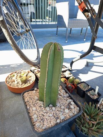 cactus cactussen  beschikbaar voor biedingen