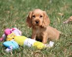 Engelse Cocker pup, Dieren en Toebehoren, Honden | Retrievers, Spaniëls en Waterhonden, België, Reu, CDV (hondenziekte), 8 tot 15 weken