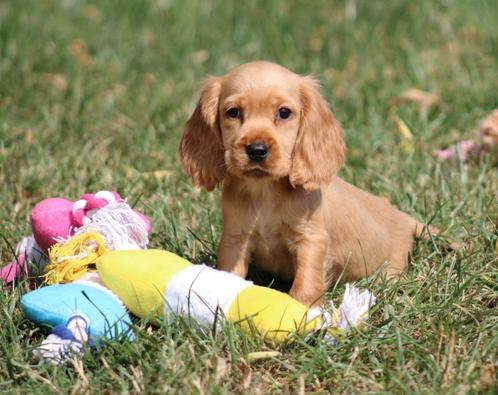 Engelse Cocker pup, Dieren en Toebehoren, Honden | Retrievers, Spaniëls en Waterhonden, Reu, Spaniël, Fokker | Professioneel, Eén hond