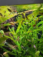 Guppy Endler  30 st 20€