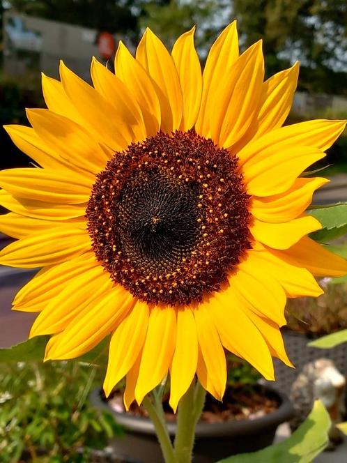 Gezocht huisje met tuin te huur, Immo, Op zoek naar een huis