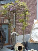 3-kleurige GLYSINE-plant op smeedijzeren paraplu H 2m60, Tuin en Terras, Planten | Tuinplanten, Vaste plant, Ophalen of Verzenden