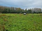 Weide 2,6 ha te huur voor paarden, Dieren en Toebehoren, Stalling en Weidegang