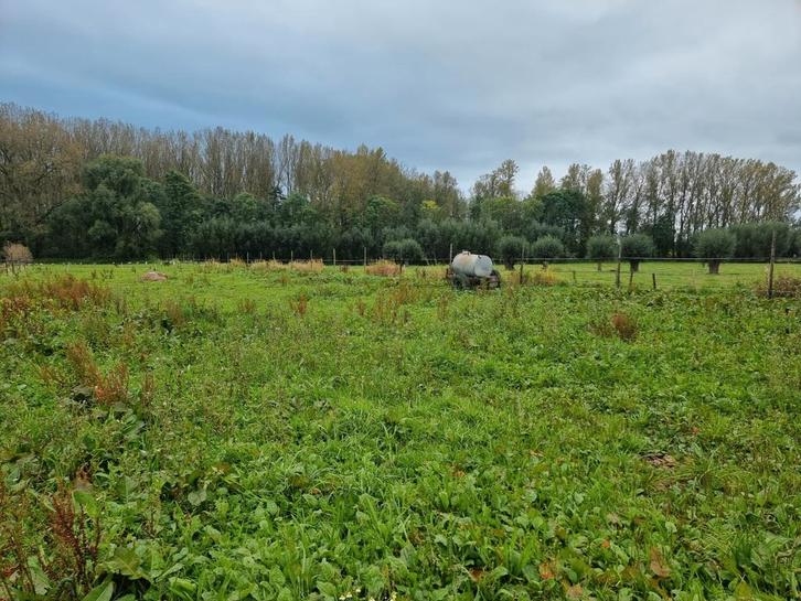 Weide 2,6 ha te huur voor paarden, Dieren en Toebehoren, Stalling en Weidegang