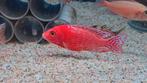 Malawi fire fish, Dieren en Toebehoren, Vissen | Aquariumvissen