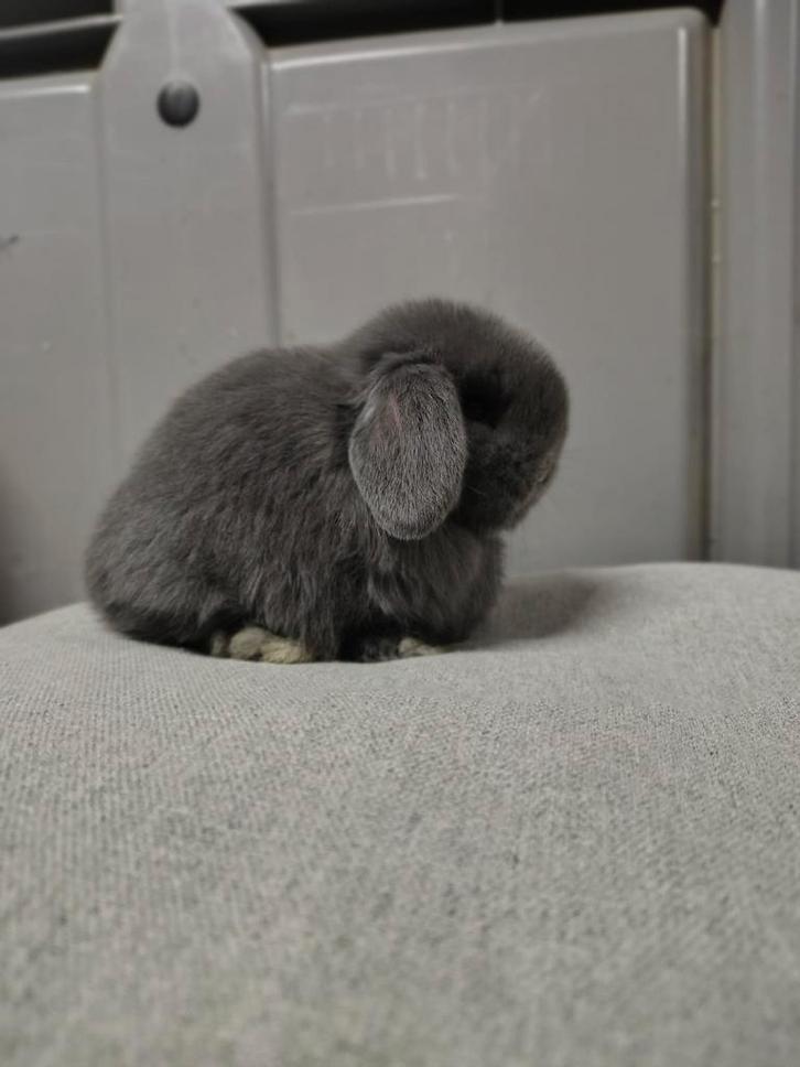 Minilop nestje te reserveren, Dieren en Toebehoren, Konijnen, Dwerg, Mannelijk, 0 tot 2 jaar, Hangoor
