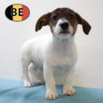 Jack Russell Terriër pups (reutjes) te koop, Dieren en Toebehoren, België, Jack Russell Terriër, CDV (hondenziekte), 8 tot 15 weken