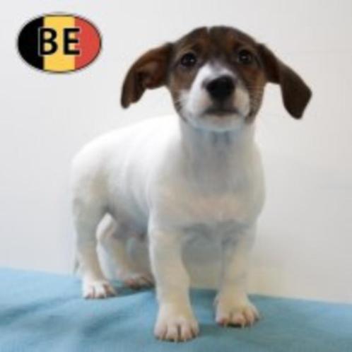 Jack Russell Terriër pups (reutjes) te koop, Dieren en Toebehoren, Honden | Jack Russells en Terriërs, Reu, Jack Russell Terriër