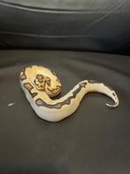 Ball python, Dieren en Toebehoren, Slang, 0 tot 2 jaar