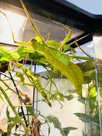 Heteropteryx dilatata wandelende takken