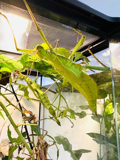 Heteropteryx dilatata wandelende takken, Dieren en Toebehoren, Insecten en Spinnen