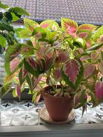 Plant inclusief pot - siernetel Coleus, Huis en Inrichting, Kamerplanten, Ophalen