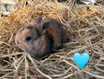 Jeune lapin mâle nain , très petit adulte, Mannelijk, Dwerg, 0 tot 2 jaar