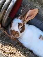 Zie omschrijving, Dieren en Toebehoren, Konijnen, Meerdere dieren, Groot, 3 tot 5 jaar