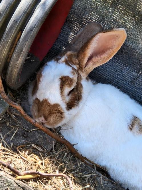 Zie omschrijving, Dieren en Toebehoren, Konijnen, Groot, Meerdere dieren, 3 tot 5 jaar