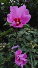 hibiscus, Tuin en Terras, Planten | Tuinplanten, Zomer, Vaste plant, Overige soorten, Ophalen