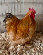 Cochin kriel haan, Dieren en Toebehoren, Pluimvee