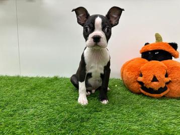 Boston Terrier pup beschikbaar voor biedingen