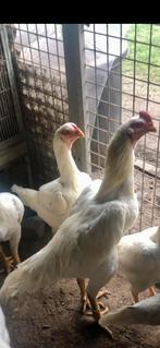 Couple Shamo, Animaux & Accessoires, Poule ou poulet