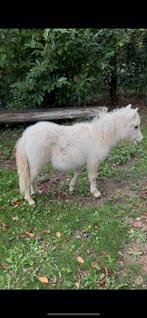Shetland mini merrieveulen voor goede thuis, Dieren en Toebehoren, Pony's, Gechipt