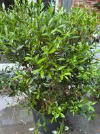 Phillyrea haagplant, Tuin en Terras, Planten | Struiken en Hagen, Ophalen, Haag