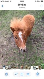 minipaardje henstje, Dieren en Toebehoren, Gechipt