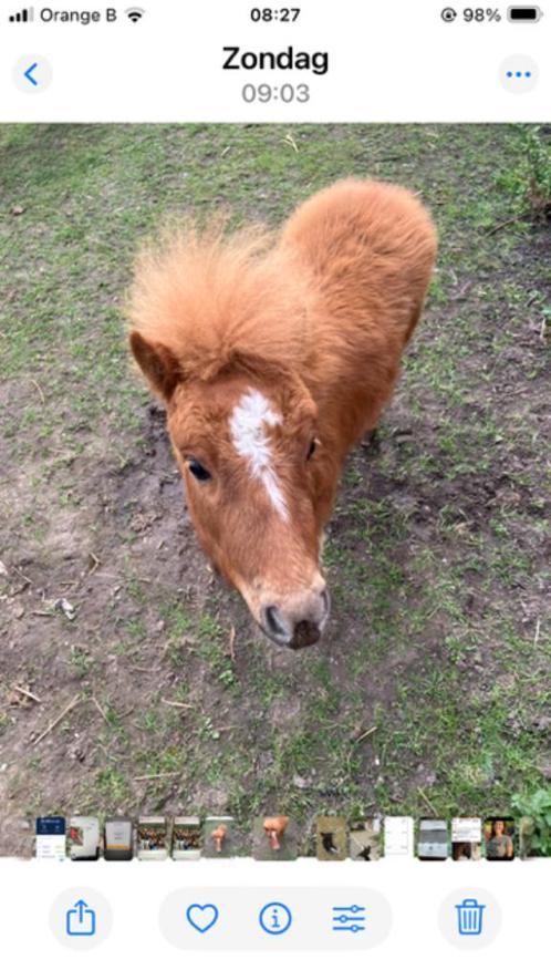 minipaardje henstje, Dieren en Toebehoren, Pony's, Gechipt