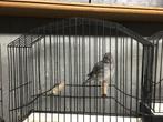 Five fancy, Dieren en Toebehoren, Vogels | Kanaries