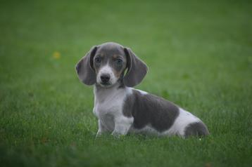 Teckel pups alle kleuren 💖💖💖 beschikbaar voor biedingen