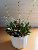 Crassula orbicularis, Tuin en Terras, Ophalen, Volle zon