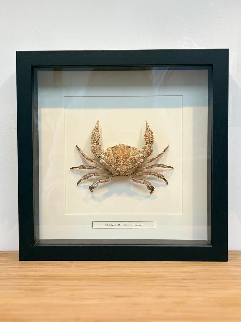 Taxidermie: Krab uit de Middellandse Zee in zwarte kader, Antiek en Kunst, Ophalen