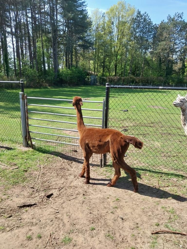 Alpacca wol, Dieren en Toebehoren, Ophalen