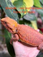 Pogona red/orange leatherback femelle, Dieren en Toebehoren, Ophalen