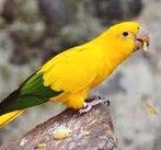 goudparkieten te koop, Parkiet, Geringd