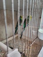 Grasparkieten, Dieren en Toebehoren