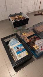 Hamstergerief, Dieren en Toebehoren, Ophalen