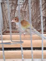 L'homme Finch, Animaux & Accessoires, Mâle, Oiseau chanteur sauvage, Bagué