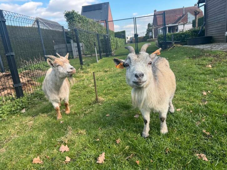 3 dwerggeit miekes, Dieren en Toebehoren, Schapen, Geiten en Varkens, Geit, Vrouwelijk, 6 jaar of ouder