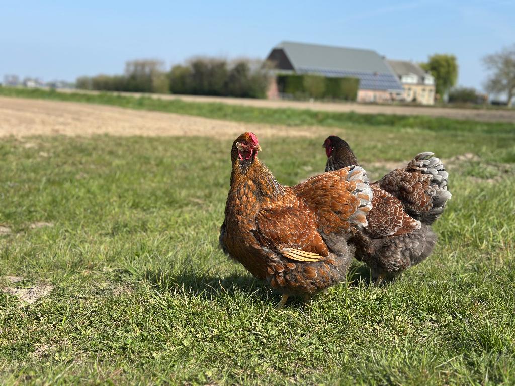 Jonge tamme Wyandotte kippen groot gesekst en ingeënt, Dieren en Toebehoren, Pluimvee, Vrouwelijk, Kip