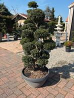 Japanse bonsai esdoorn azalea japonica 200 cm, Ophalen, In pot