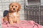 Chiots Cavapoo, 15 semaines à 1 an, Étranger, Hépatite contagieuse (maladie de Rubarth), Plusieurs animaux